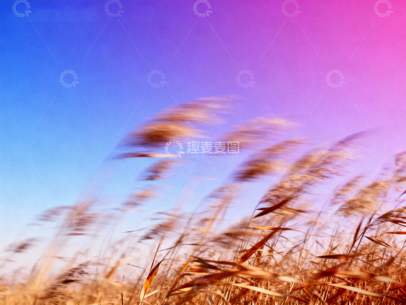 高清大图下载【趣麦麦图】秋日氛围感高级艺术海报7