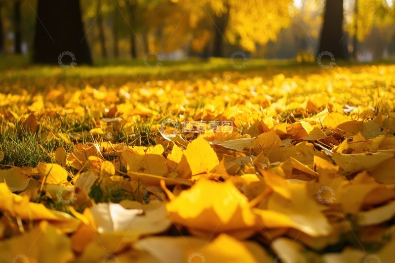 高清大图下载【趣麦麦图】秋季洛满一地的银杏树叶