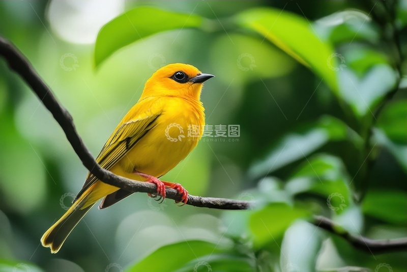 高清大图下载【趣麦麦图】一只可爱的黄鹂鸟