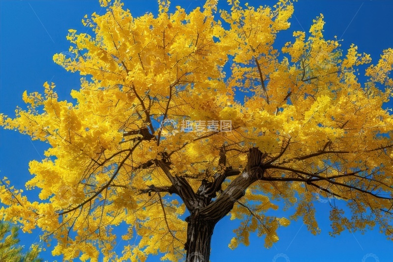 高清大图下载【趣麦麦图】一颗银杏树特写摄影