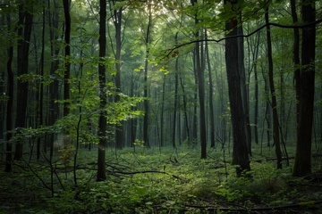 热带雨林树林美景