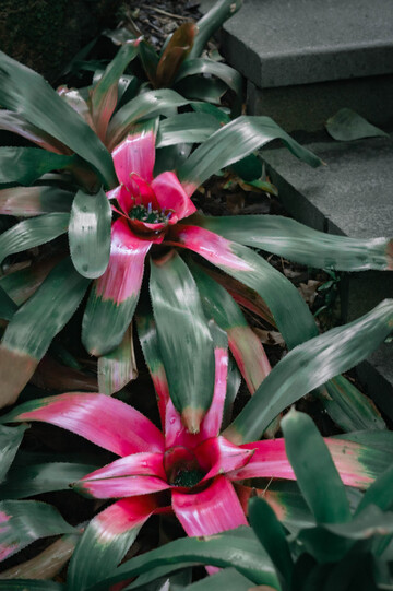 凤梨科植物鲜艳花卉摄影