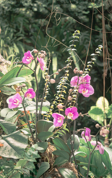 植物园蝴蝶兰盛开摄影