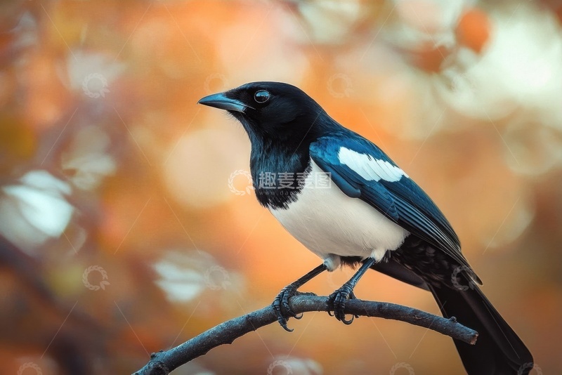 高清大图下载【趣麦麦图】一只喜鹊特写摄影