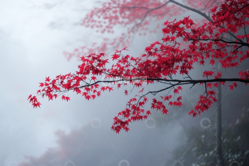 高清大图下载【趣麦麦图】森林雾气红色的枫树叶