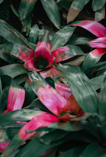 热带彩叶凤梨粉红色花卉特写