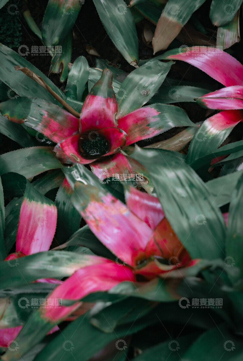 高清大图下载【趣麦麦图】热带彩叶凤梨粉红色花卉特写