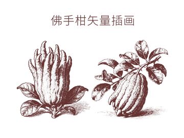 素描风佛手柑插画