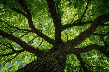 一颗绿意葱葱的大树