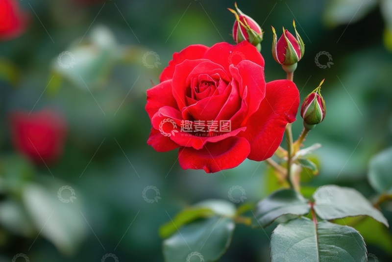 高清大图下载【趣麦麦图】一朵红色的月季花花卉