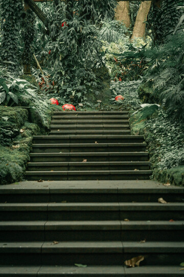 森系石阶绿意盎然