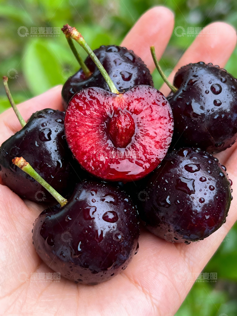 高清大图下载【趣麦麦图】手捧紫樱桃车厘子