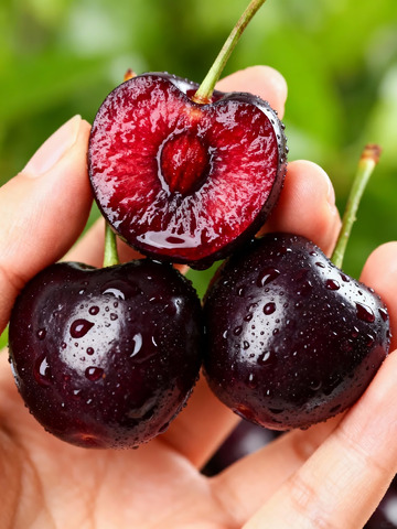 手捧紫樱桃车厘子1