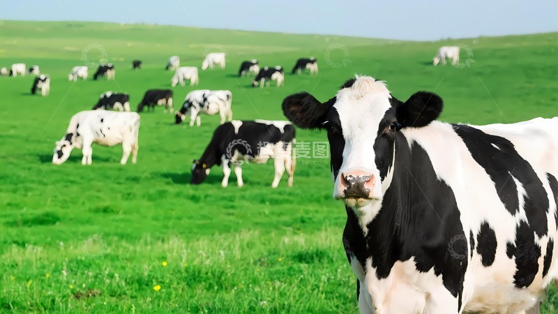 高清大图下载【趣麦麦图】草原牧场奶牛