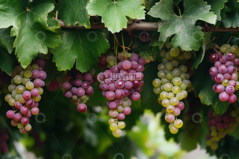 高清大图下载【趣麦麦图】紫色的葡萄特写摄影