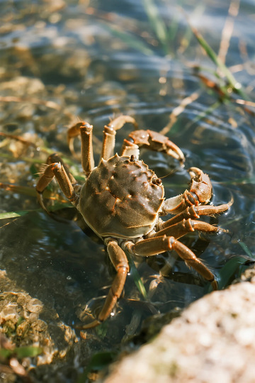 浅水螃蟹自然生态摄影