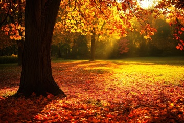 秋季洛满金色的树叶的大地