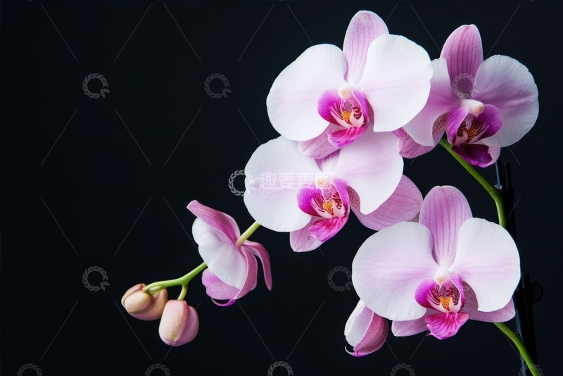 高清大图下载【趣麦麦图】蝴蝶兰特写摄影