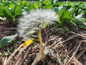 土地上的蒲公英