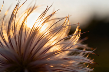 秋天野外自然摄影2