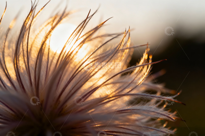 高清大图下载【趣麦麦图】秋天野外自然摄影2