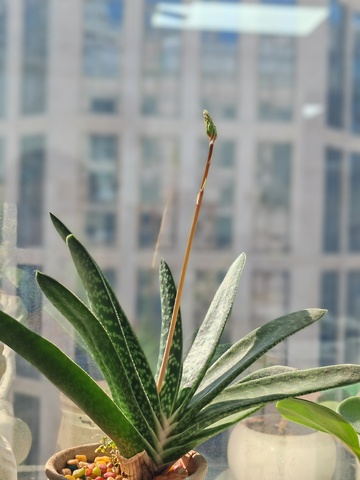 窗台绿植都市景观