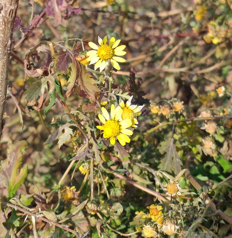 高清大图下载【趣麦麦图】野花黄花自然景