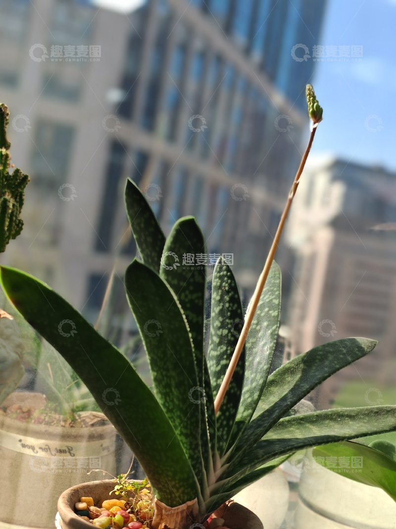 高清大图下载【趣麦麦图】窗台绿植与城市高楼