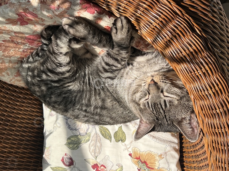 高清大图下载【趣麦麦图】摄影-猫咪1