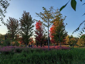 秋日公园风光摄影