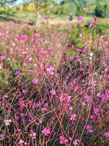 粉红花海自然风光摄影