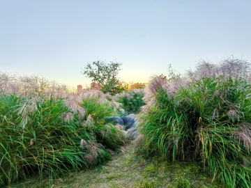 田园风光芦苇小径景观