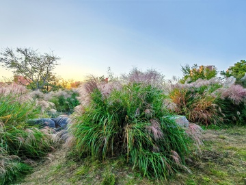 日落草地芦苇风光摄影