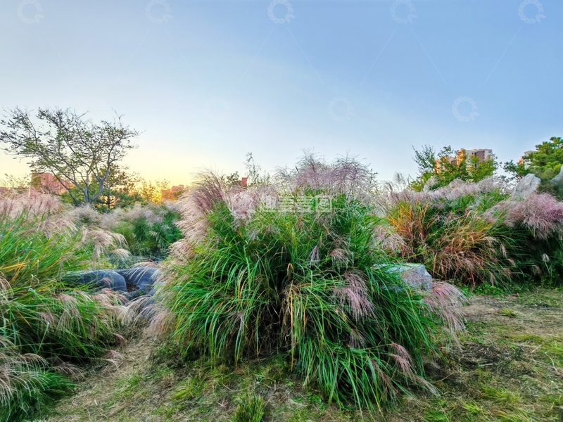高清大图下载【趣麦麦图】日落草地芦苇风光摄影