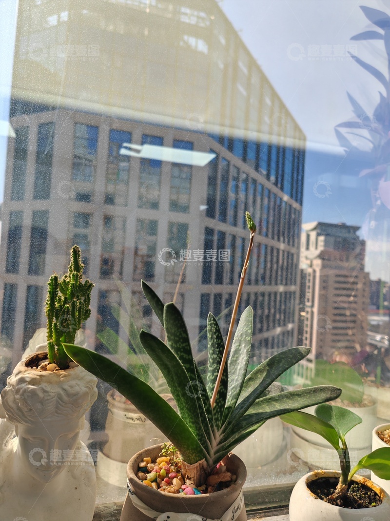 高清大图下载【趣麦麦图】城市窗台绿植风景摄影