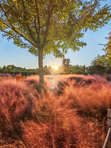 秋日阳光粉草树影美景