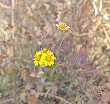野花绽放秋日风光自然摄影图片