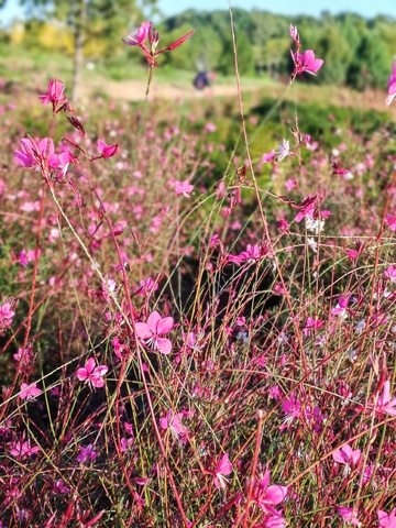 野外粉红花海风光摄影