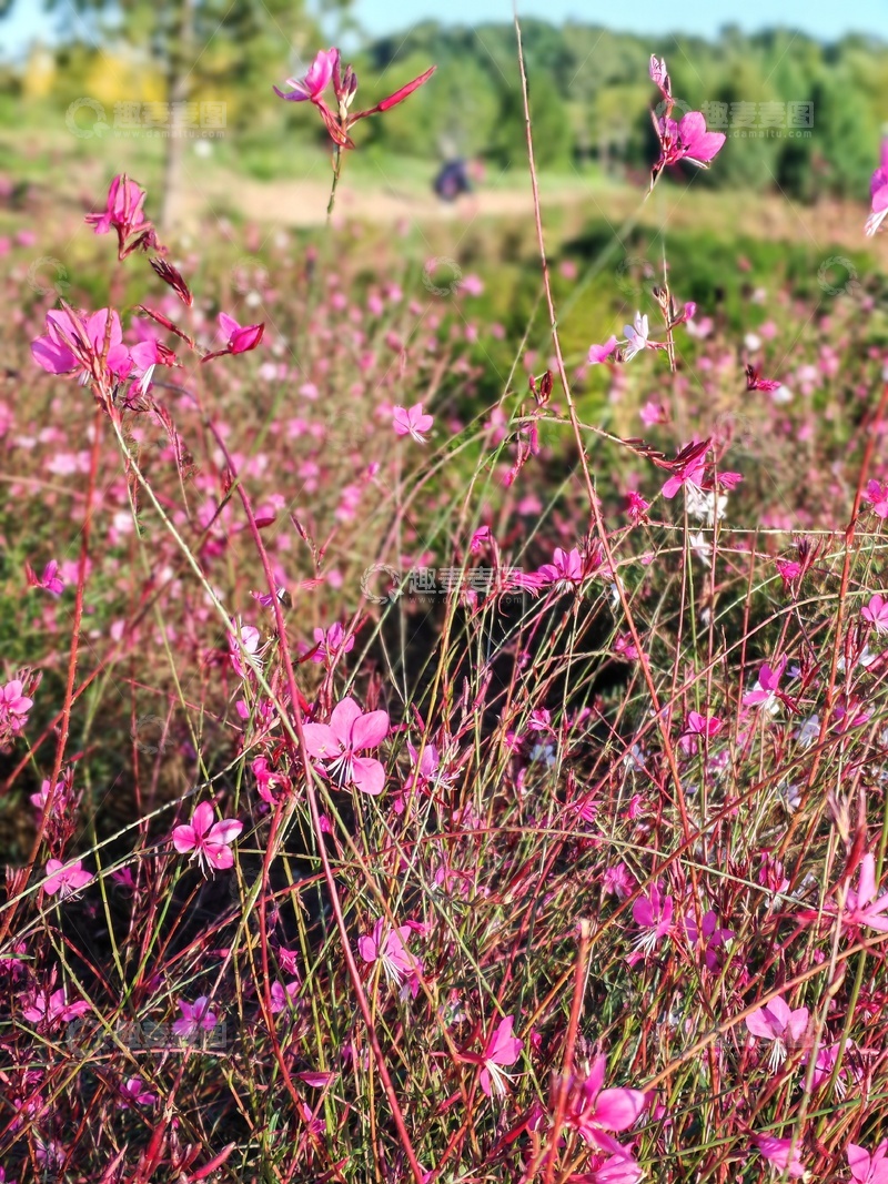 高清大图下载【趣麦麦图】野外粉红花海风光摄影