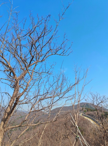 枯树山丘蓝天风景摄影