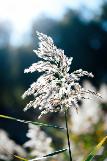 秋天野外自然摄影1