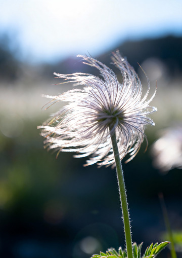 秋天野外自然摄影5