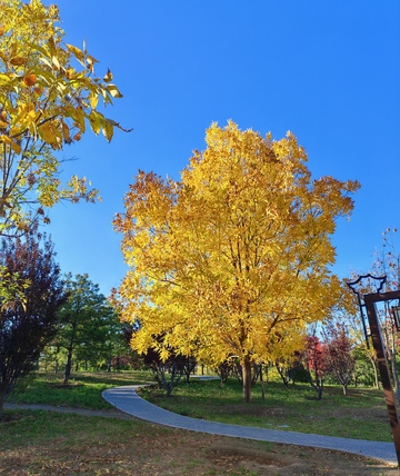 秋日公园金黄小径