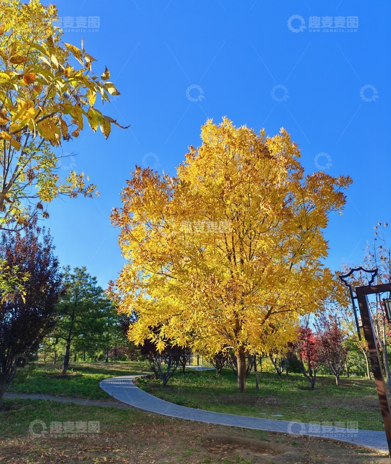 高清大图下载【趣麦麦图】秋日公园金黄小径