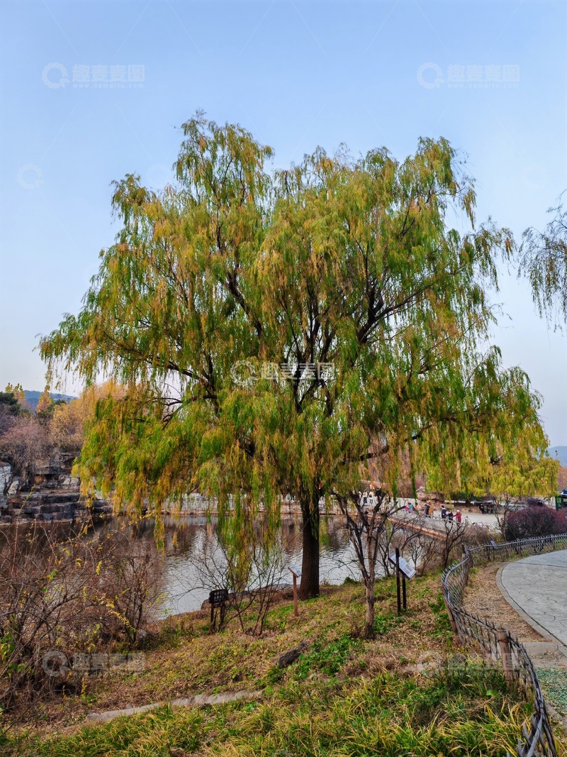 高清大图下载【趣麦麦图】秋日湖畔垂柳美景