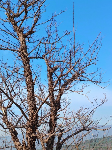 枯树蓝天景观自然风光摄影