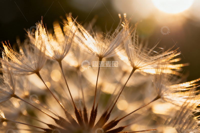 高清大图下载【趣麦麦图】秋天野外自然摄影4