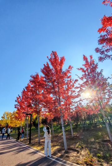 秋日枫林美景摄影