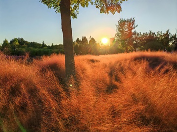 夕阳下草地景色自然风光摄影