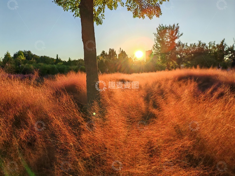 高清大图下载【趣麦麦图】夕阳下草地景色自然风光摄影